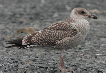 Larus argentatus