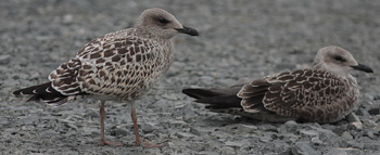 Larus argentatus(left) and fuscus(right)