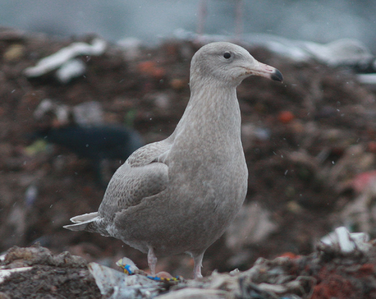 Larus hyperboreus