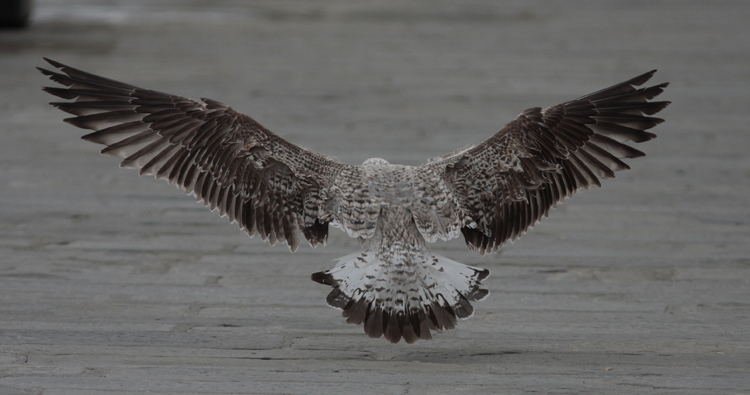 Larus michahellis