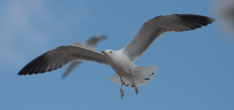 Larus (f.) heuglini