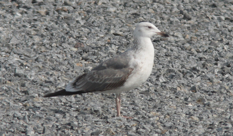 Larus (f.) heuglini