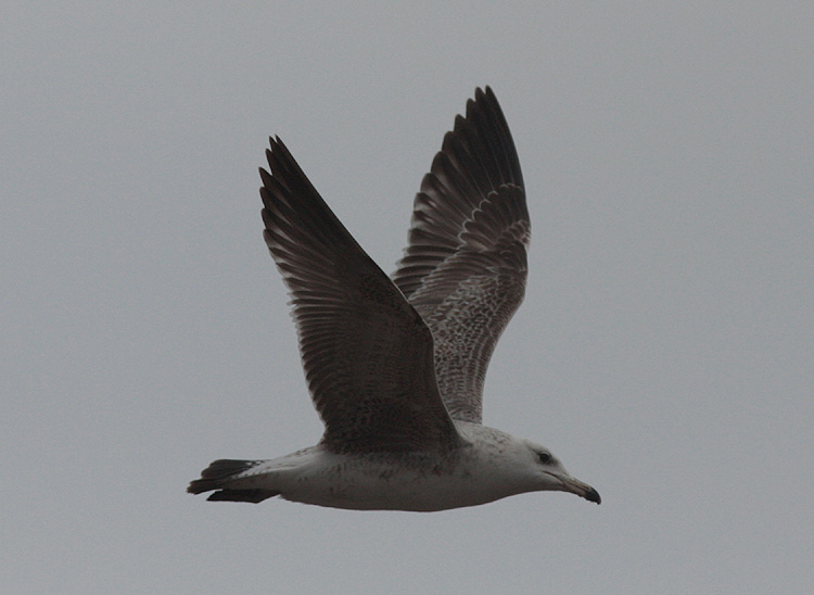 Larus (f.) heuglini
