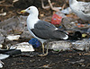 Larus (f.) graellsii/intermedius