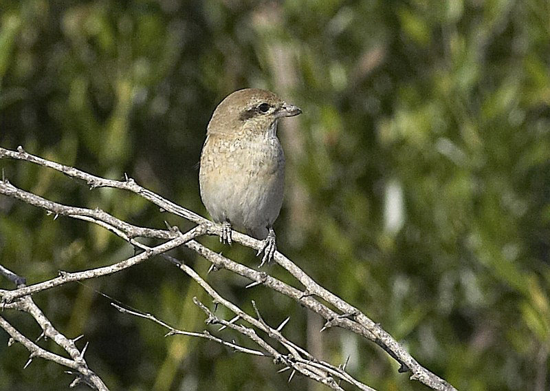 arenarius