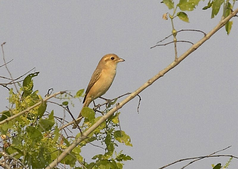 arenarius