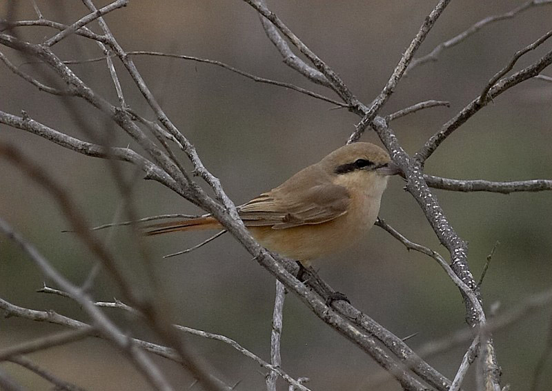 arenarius