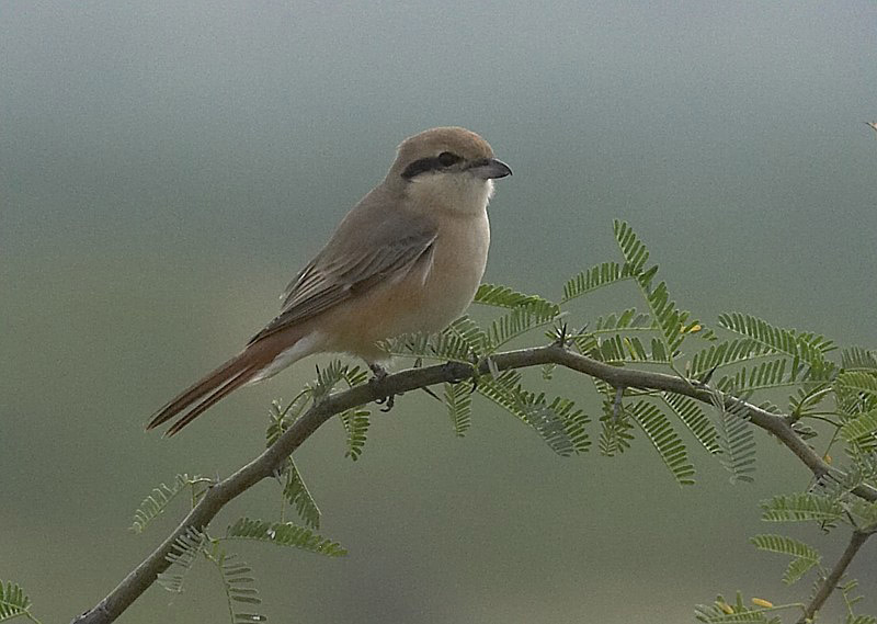 Arenarius