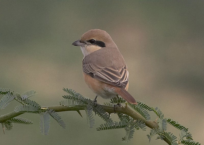 arenarius