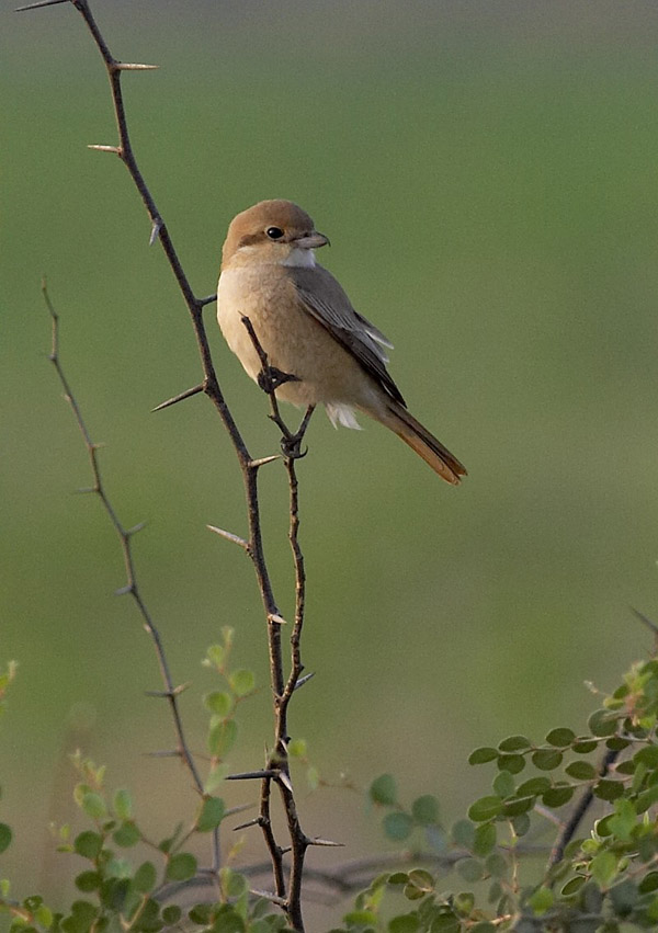 arenarius