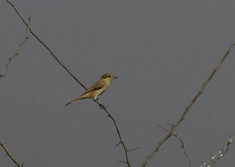 arenarius