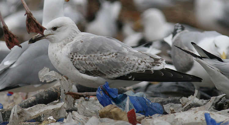 Larus cachinnans