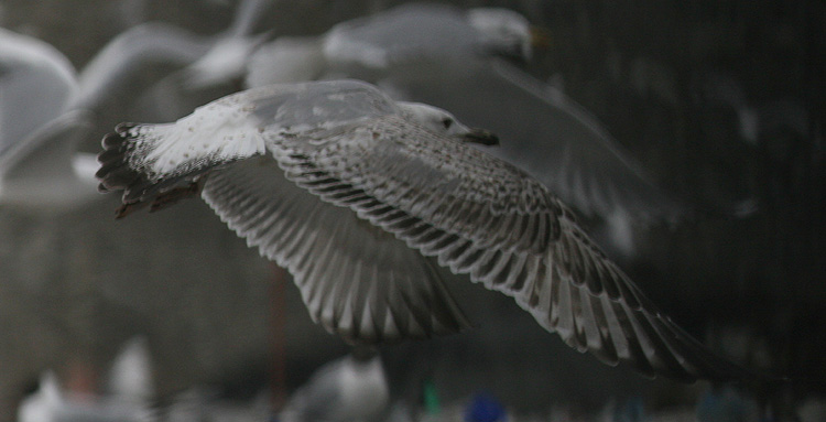 Larus cachinnans