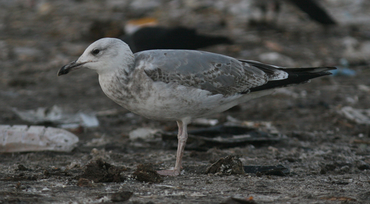 Larus cachinnans