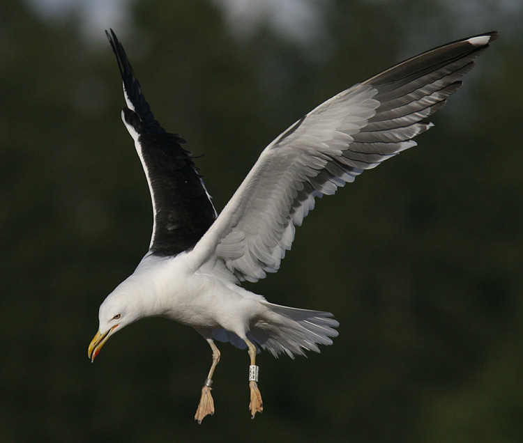 CRAP Larus fuscus