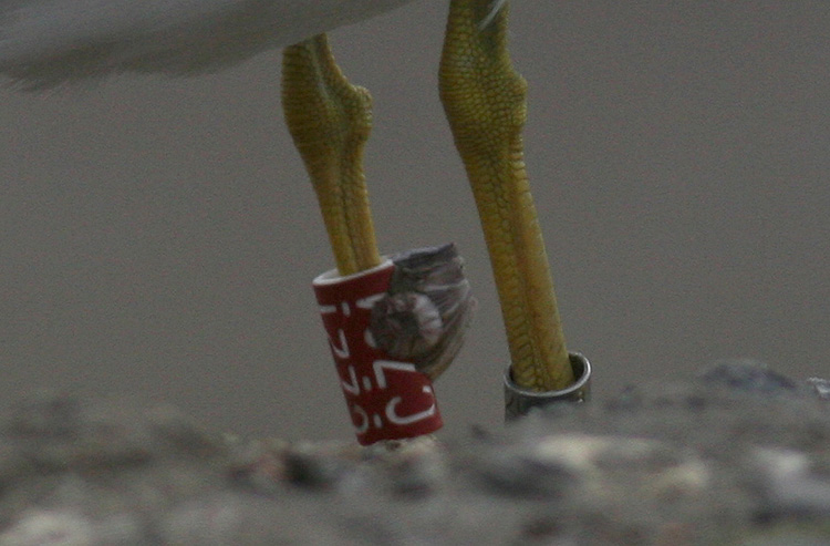 Larus fuscus