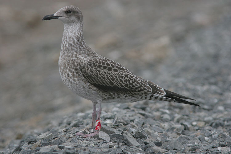 Juvenile Larus fuscus red "C00H"
