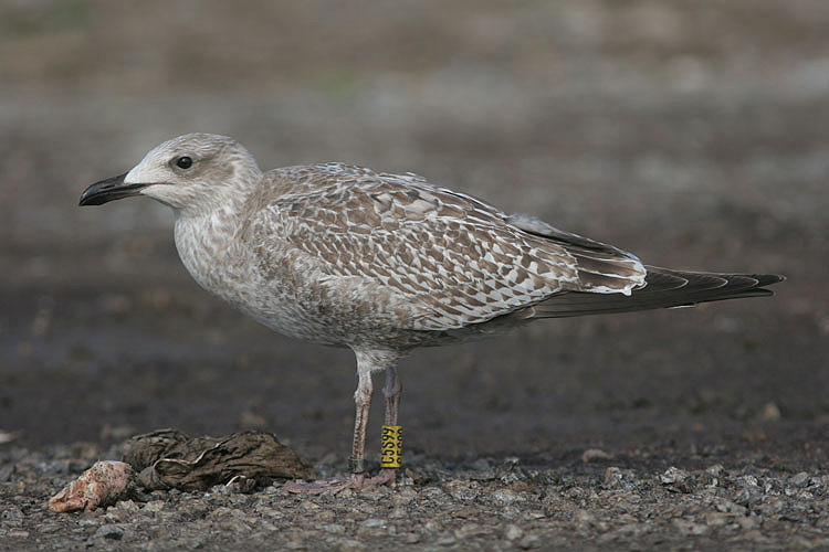 Juvenile L. argentatus yellow "C5S99"
