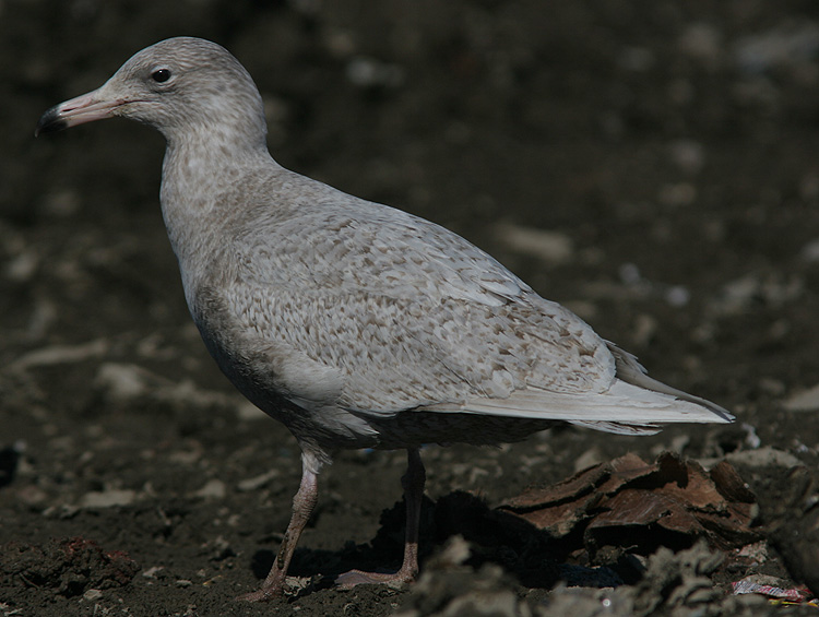 Larus hyperboreus
