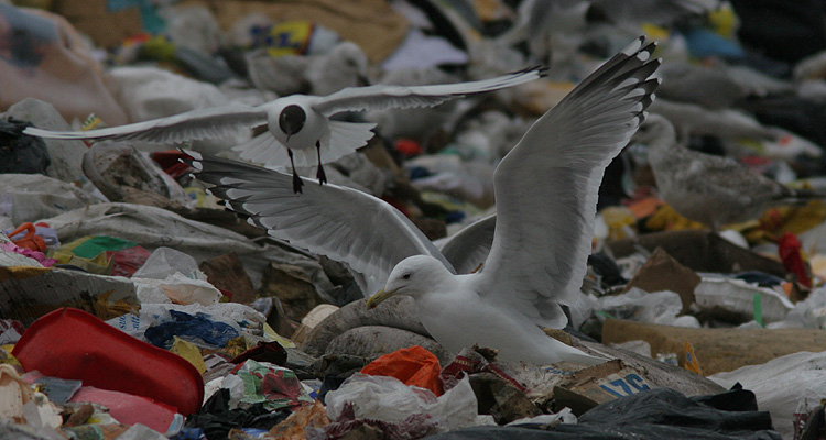 Larus cachinnans?