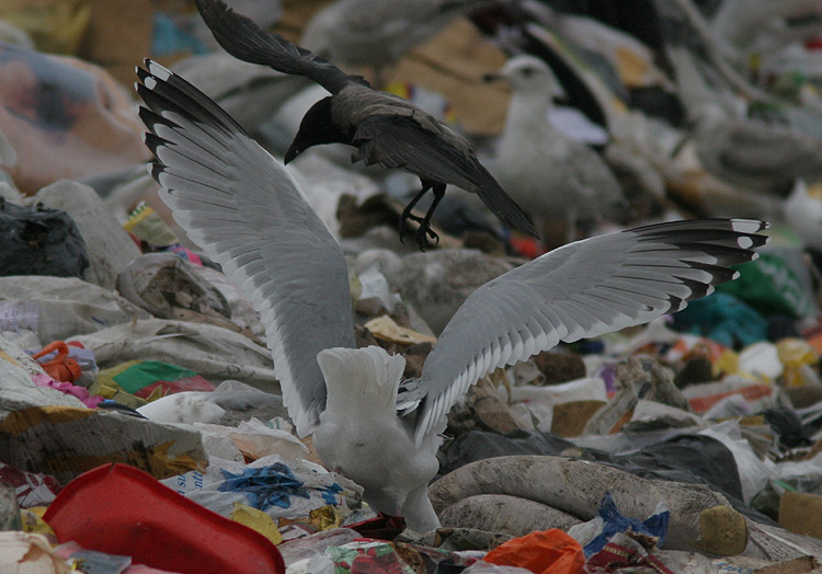 Larus cachinnans?