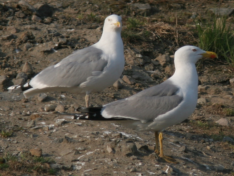 Larus michahellis?