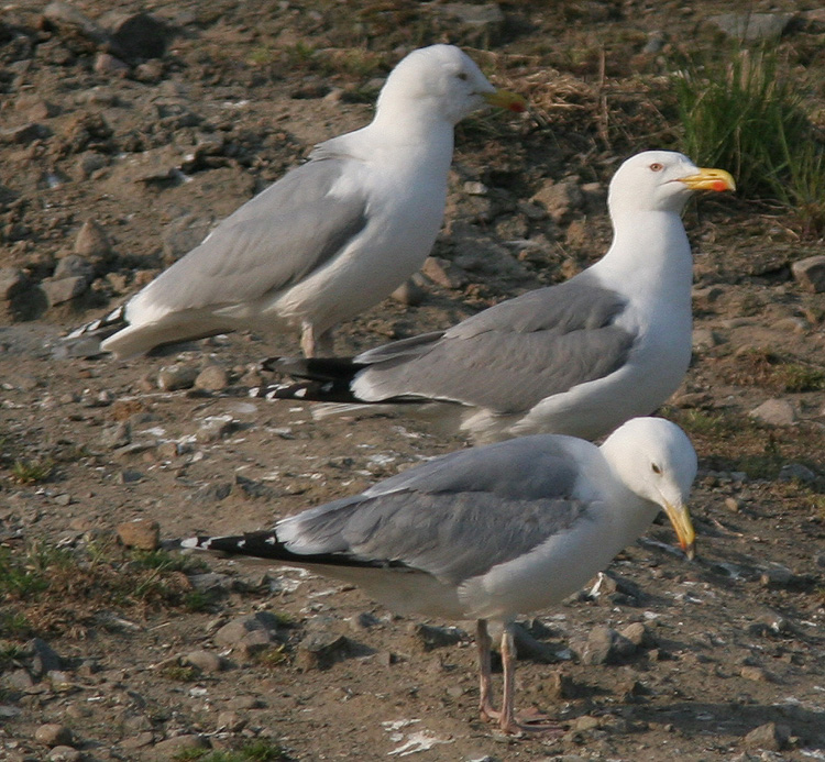 Larus michahellis?