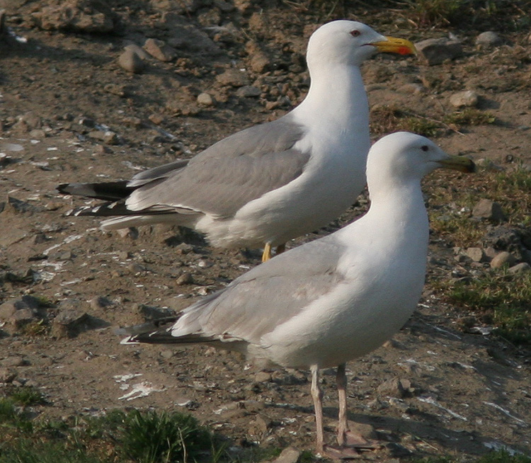 Larus michahellis?