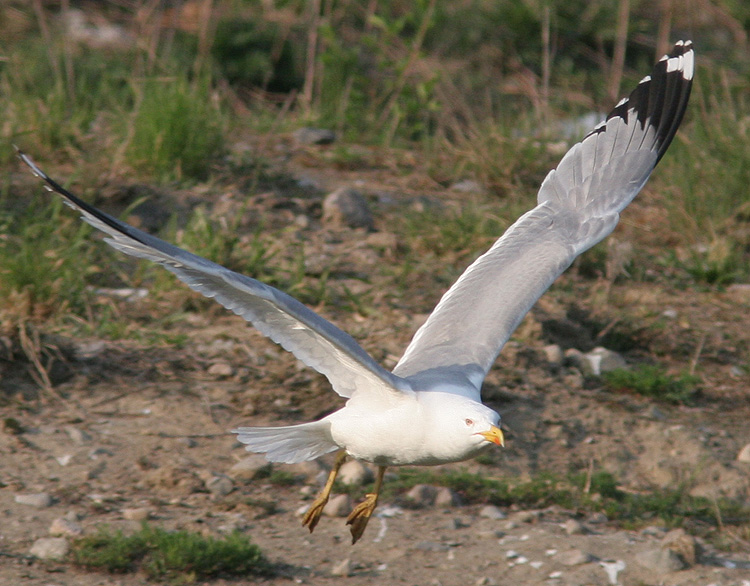 Larus michahellis?