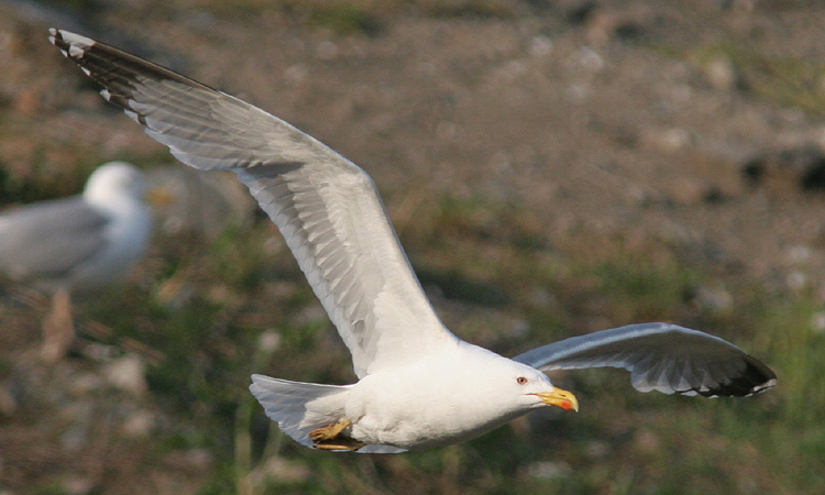 Larus michahellis?