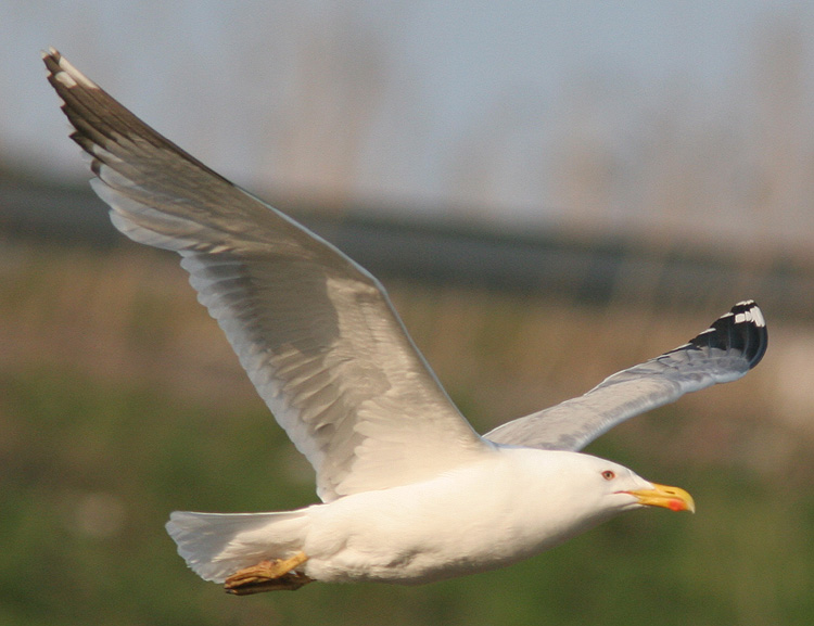Larus michahellis?