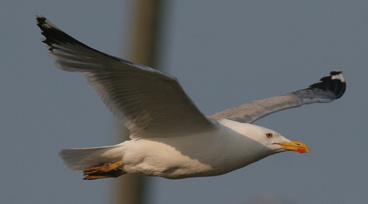 Larus michahellis?