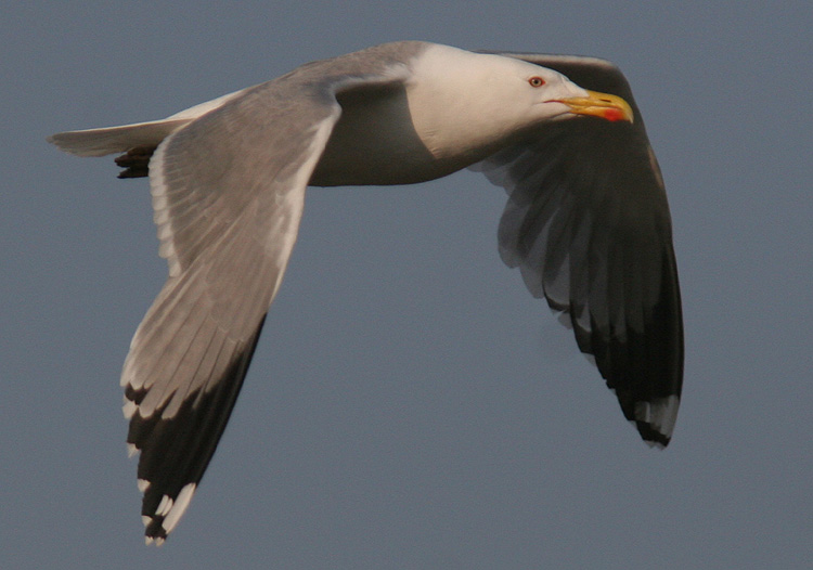 Larus michahellis?