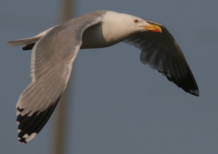 Larus michahellis?