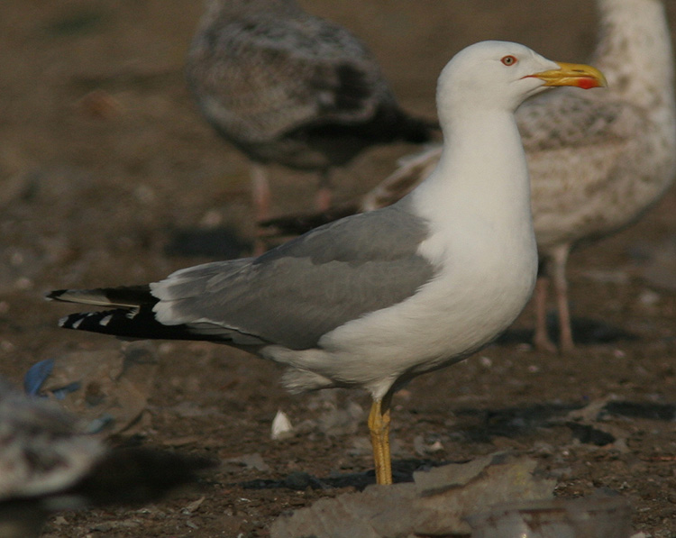 Larus michahellis?