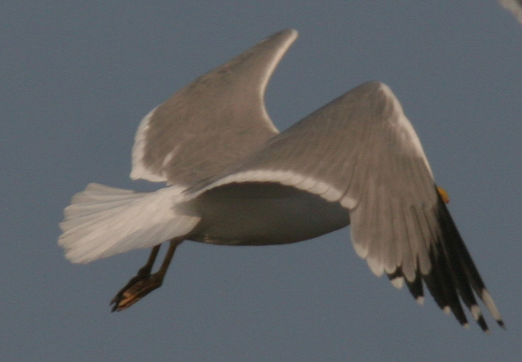 Larus michahellis?