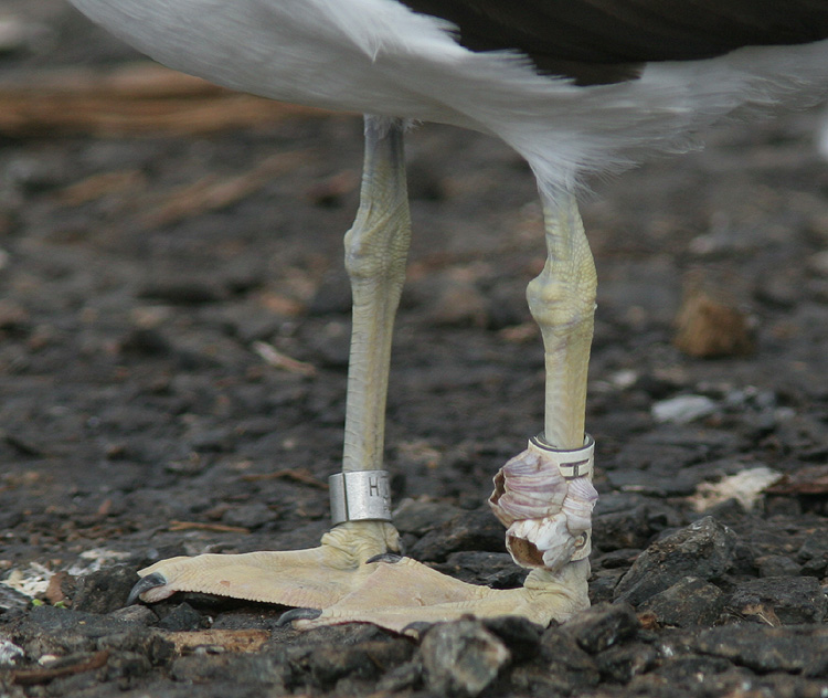 Larus fuscus