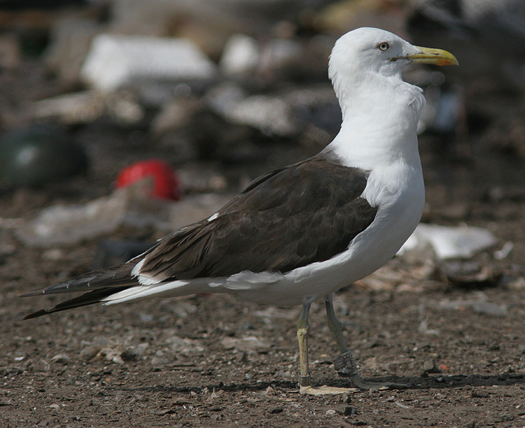 Larus fuscus