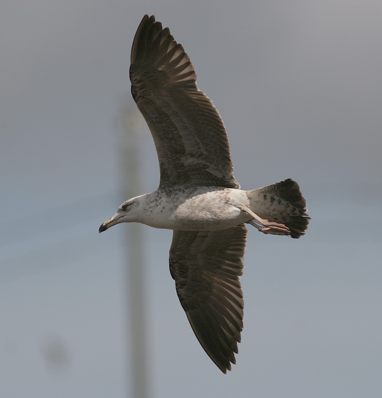 Larus fuscus
