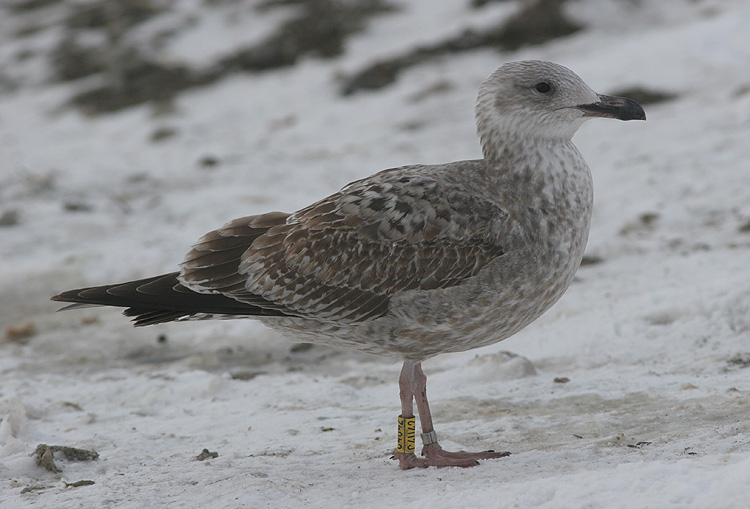 Larus argentatus