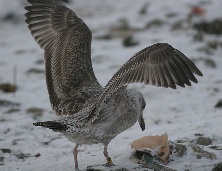 Larus argentatus