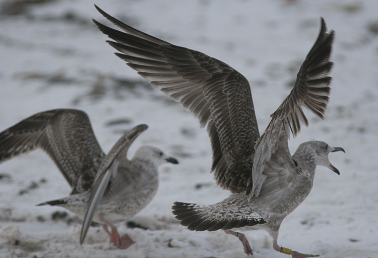 Larus argentatus