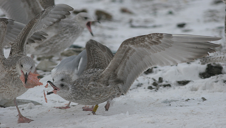 Larus argentatus