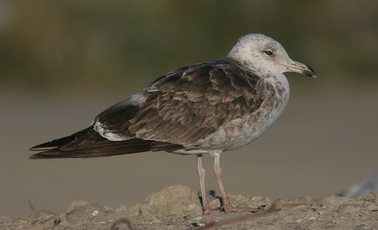 Larus fuscus