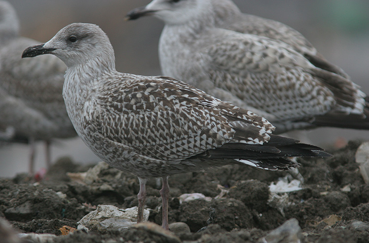 Larus argentatus
