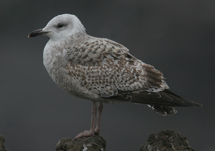 Larus argentatus
