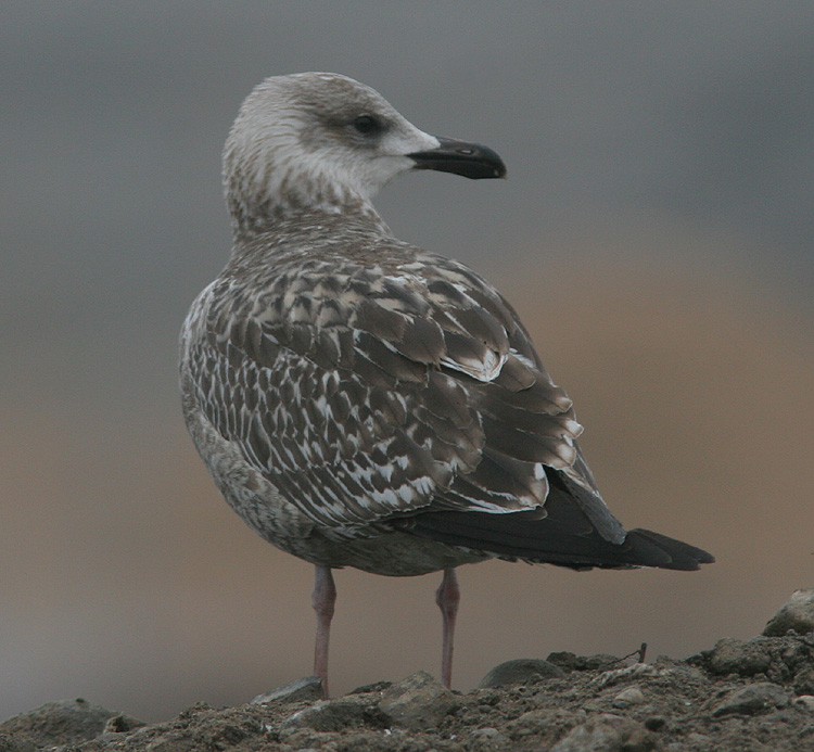 Larus argentatus