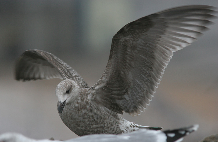 Larus argentatus