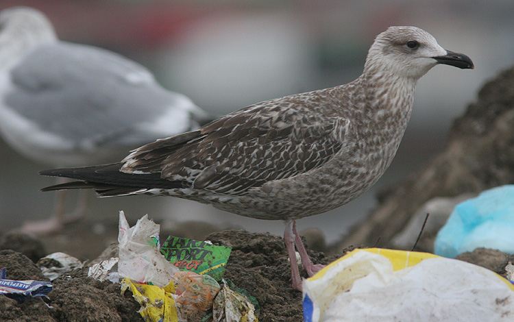 Larus argentatus