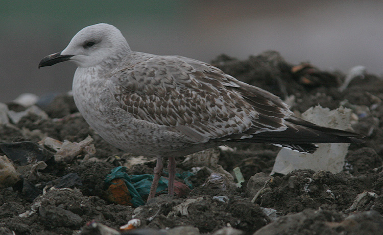Larus argentatus